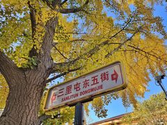 -三里屯东五街银杏大道
