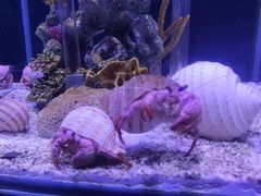 -太平洋海底世界