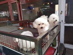-哈尔滨道外花鸟鱼市场