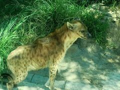 -北京野生动物园