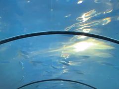-悉尼海洋生物水族馆