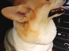 -翊宠yipet猫狗购宠庄园犬舍•猫舍