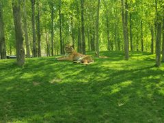 -北京野生动物园