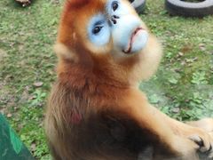-西安秦岭野生动物园