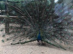 -石家庄市动物园