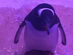 -暹罗海洋世界