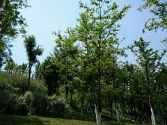 -铁山坪森林公园