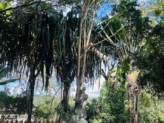 -瑞丽独树成林风景区