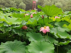 -陈家山荷花公园