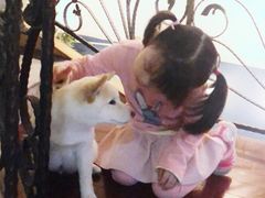 -喜柴咖啡·柴犬狗咖