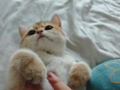 -lincat·猫舍(广州店)