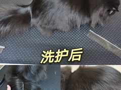 -优米宠物美容(体育场路店)