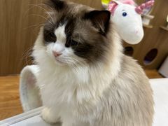 -COLOR PETS 撸猫馆·购猫·猫咖(长风大悦城店)