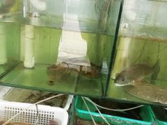 -胖子饺子馆·海鲜家常菜(海军博物馆店)