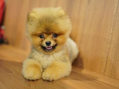 -柯斗斗主题餐厅·狗咖·围炉煮茶·茶饮(国瑞升平里店)