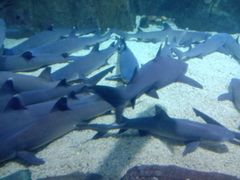 -烟台海昌鲸鲨海洋公园