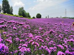 -紫颐香薰山谷景区