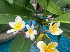 -三亚海棠湾万丽度假酒店