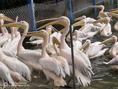 -广州长隆飞鸟乐园