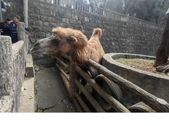 -昆明动物园