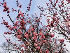 -梅花山(明孝陵内)