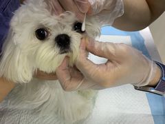 -福州肆爪动物医院