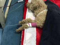 -特一安24小时宠物医院·骨科·中兽医