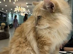 -安格丽娜·狗咖·猫咖羊驼咖(春熙路百盛商场店)