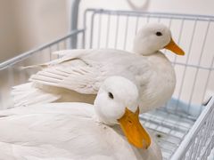 -怪兽屋·羊驼·猫咖·狗咖(俊华广场店)