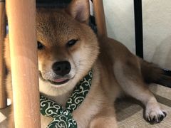 -逗柴咖啡屋·狗咖猫咖宠物桌游
