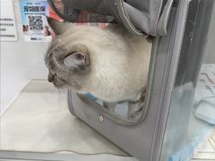 -四月宠物医院·猫专科·心脏专科·内科(转塘店)