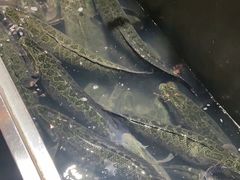 -黑鱼郭我家酸菜鱼(摩尔广场店)