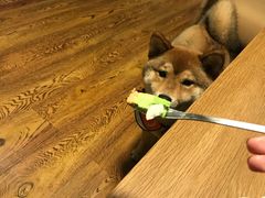 -柴务处·柴犬主题狗咖