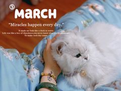 -欣宠猫屋·矮脚拿破仑·蓝金金渐层