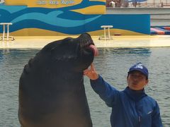 -秦皇岛乐岛海洋王国