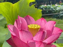 -国家植物园南园