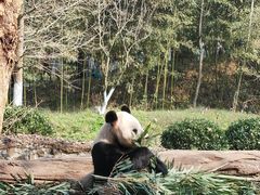 -都江堰中华大熊猫苑