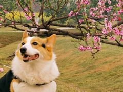 -国际非物质文化遗产博览园