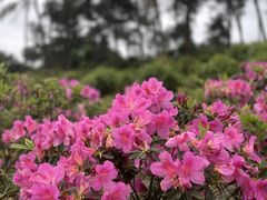 -南山植物园