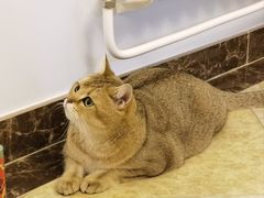 -猫大福·Fortune Cat猫舍(百子湾店)