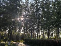 -大兴滨河森林公园