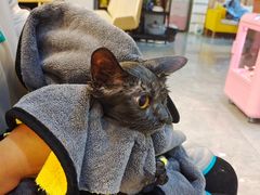 -山宅一喵德文卷毛猫舍