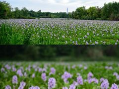 -白鹭湾湿地公园