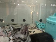 -糯米喵星人·撸猫猫舍咖啡馆(西市场嘉华店)