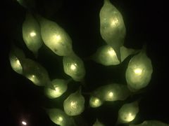 -麥坊俱樂部Maltfun Club