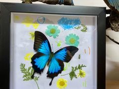 -上海大自然野生昆虫馆