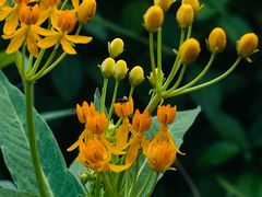 -华农酸奶文化馆