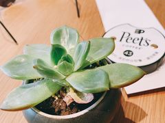 -Peet's Coffee皮爷咖啡(大学路店)