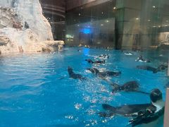 -帝企鹅自助餐厅•儿童岛•真企鹅(长隆企鹅酒店)