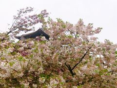 -西安乐游原